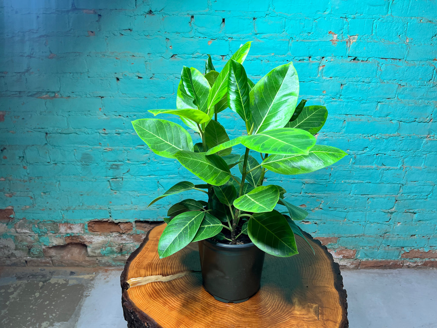 Rubber Tree-Golden Gem 8”