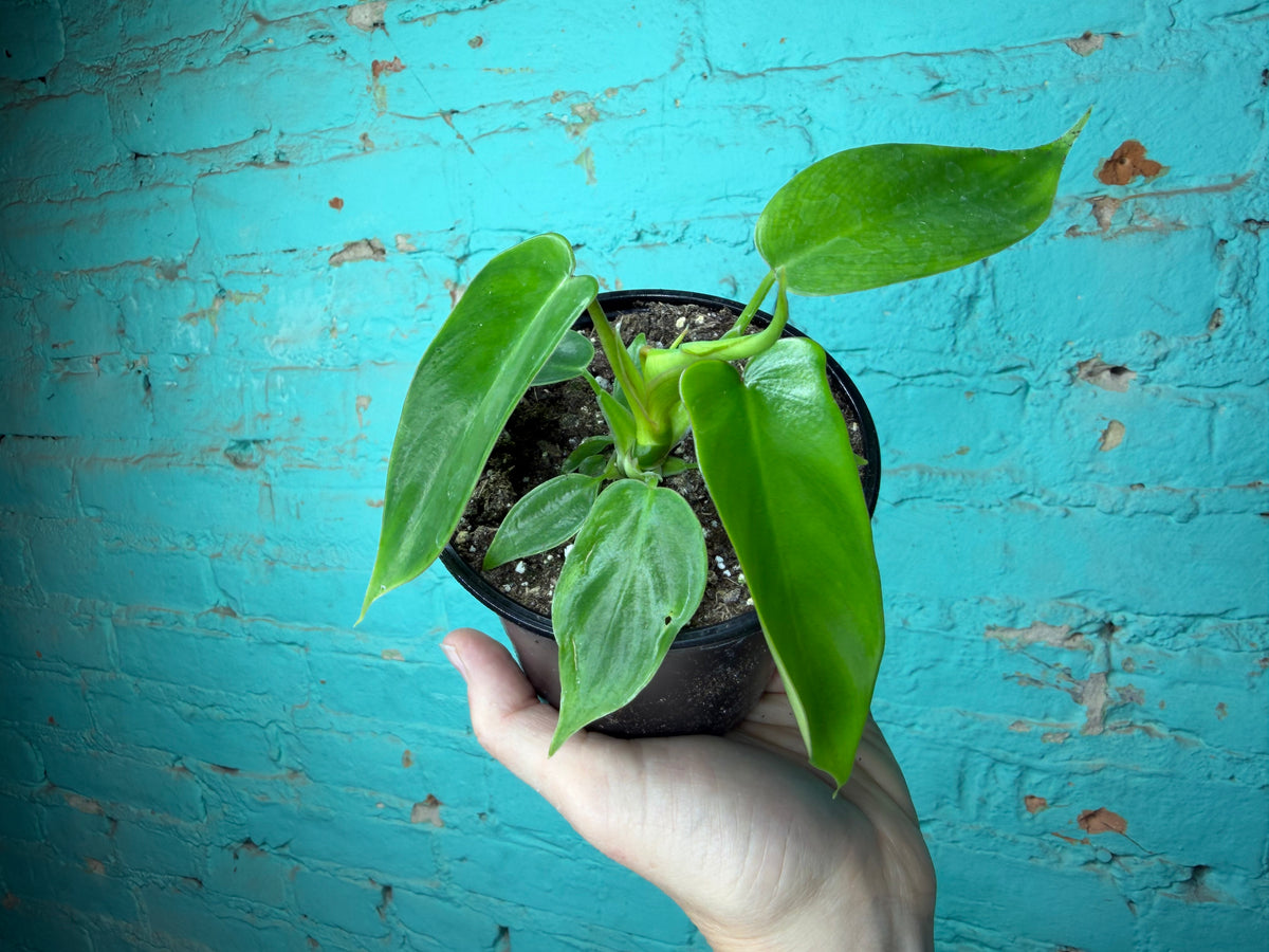 Philodendron Florida Green