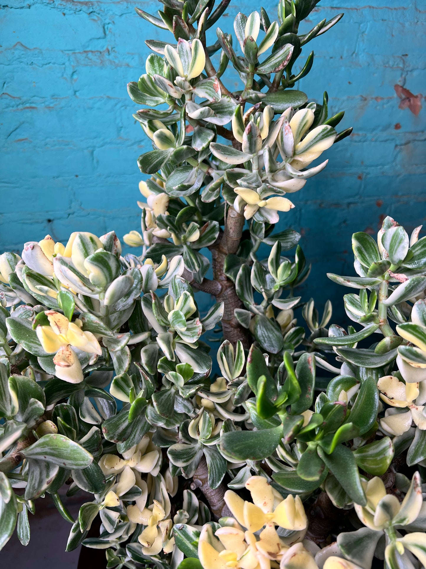 Jade Variegated 10”