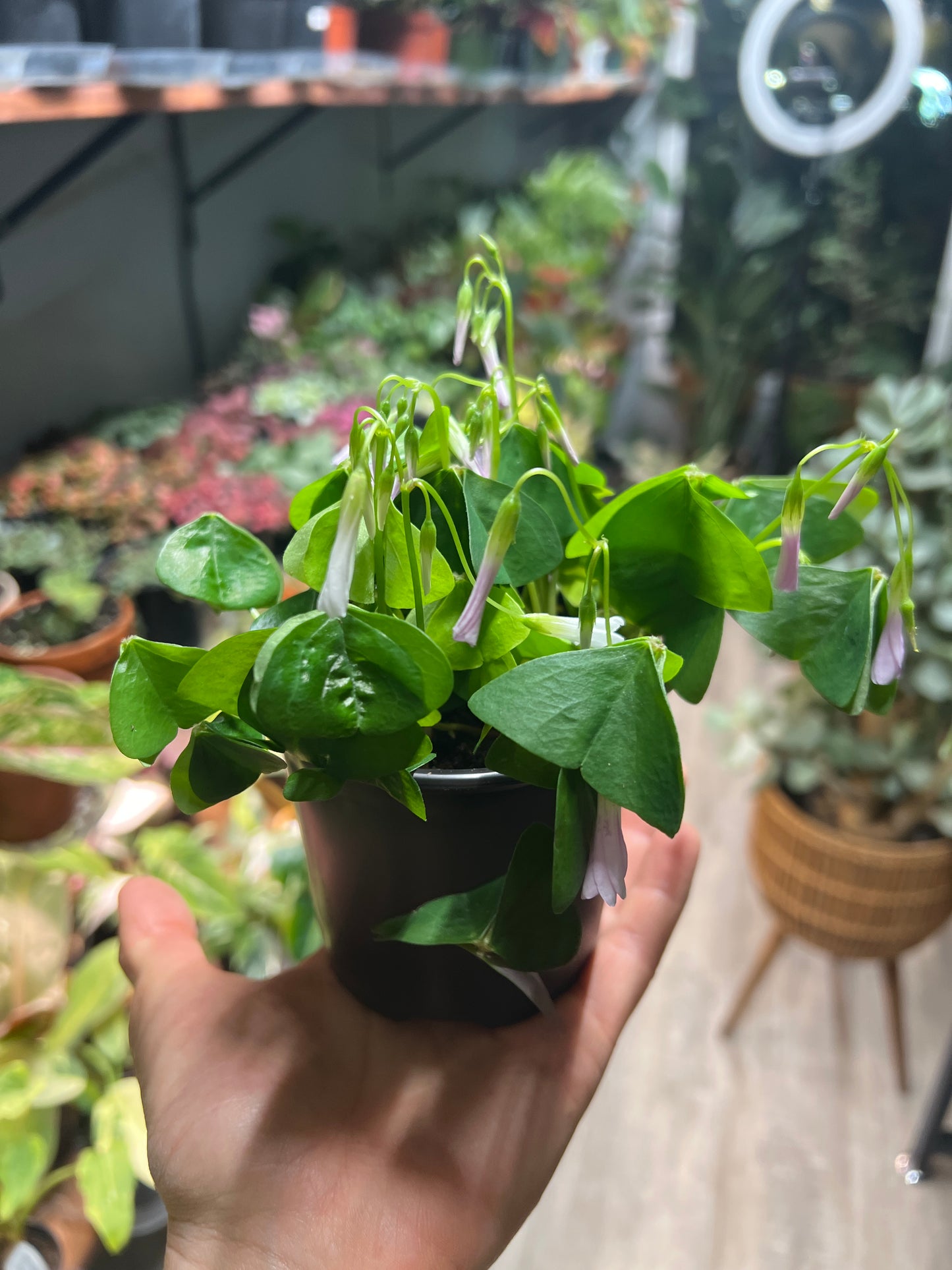 Oxalis Shamrocks