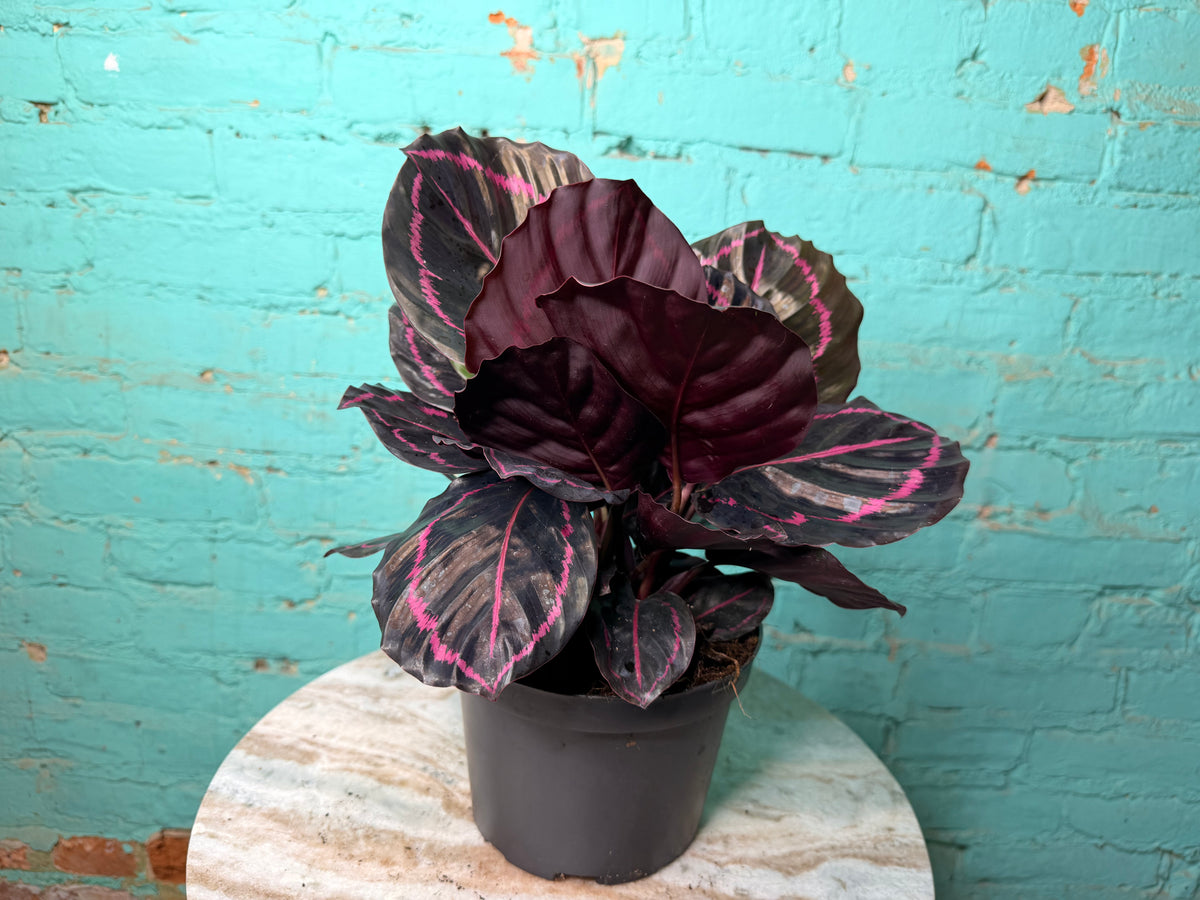 Calathea Dottie 6”