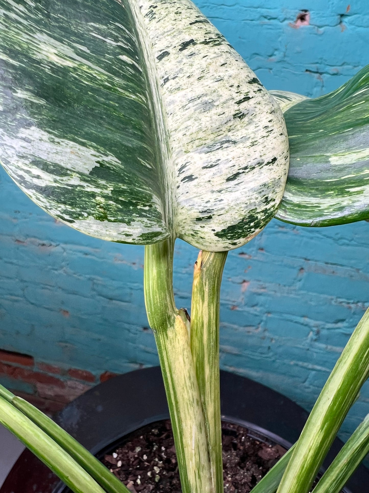 Epipremnum Giganteum Marble 10”