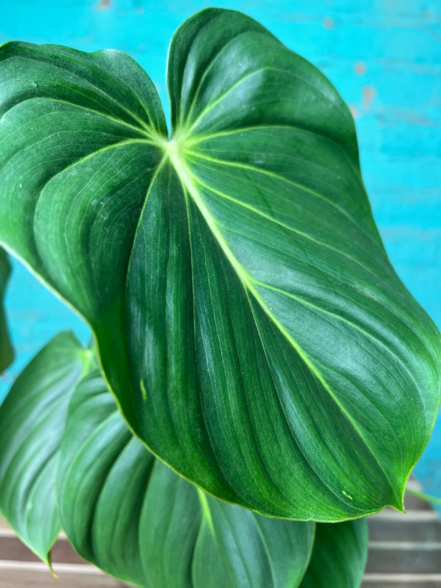 Philodendron McDowell 6”