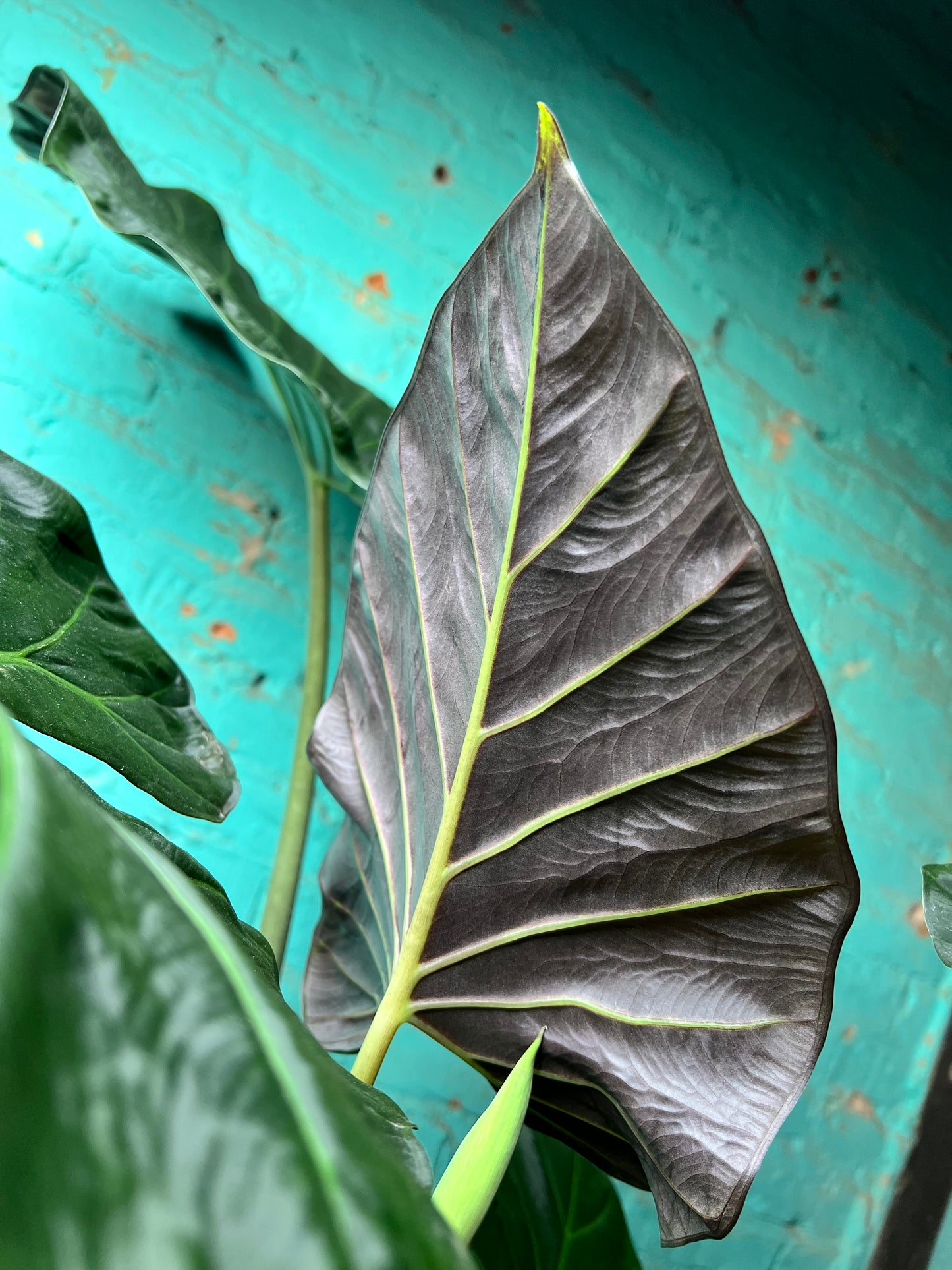Alocasia Regal Shield 10”