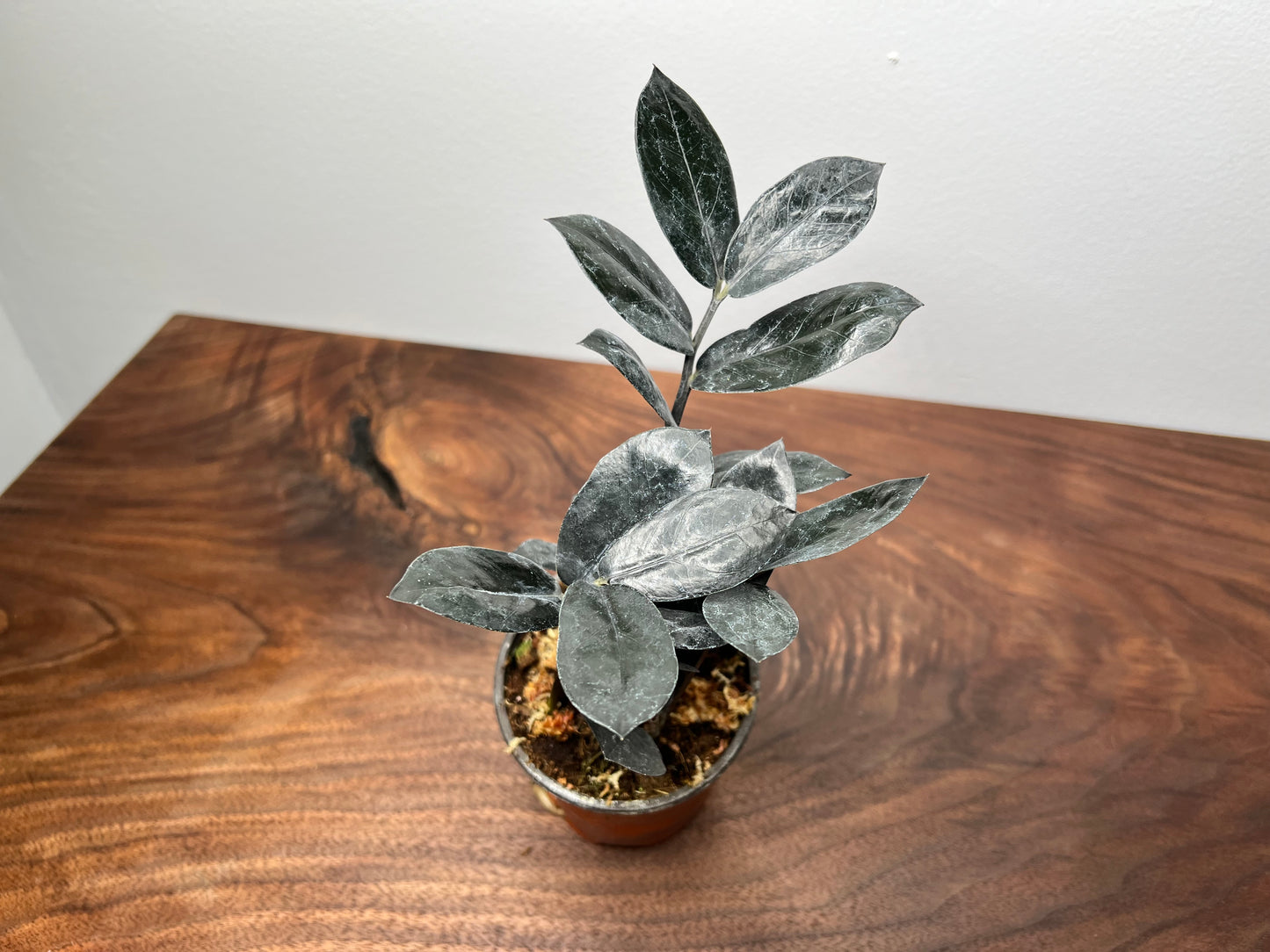 Zz plant- Raven 4”