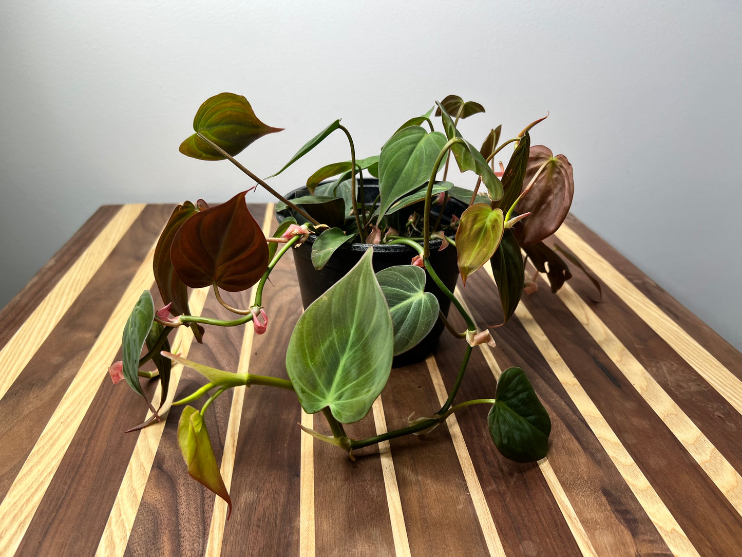 Philodendron Mican 6”