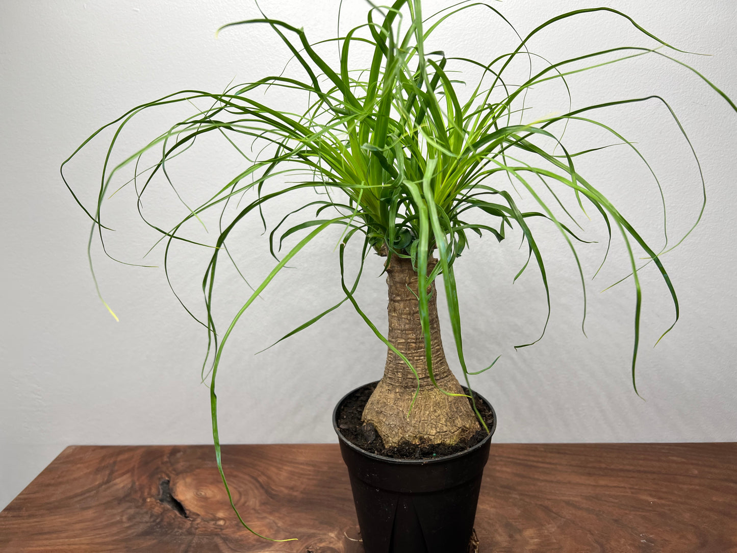 Ponytail Palm 6”