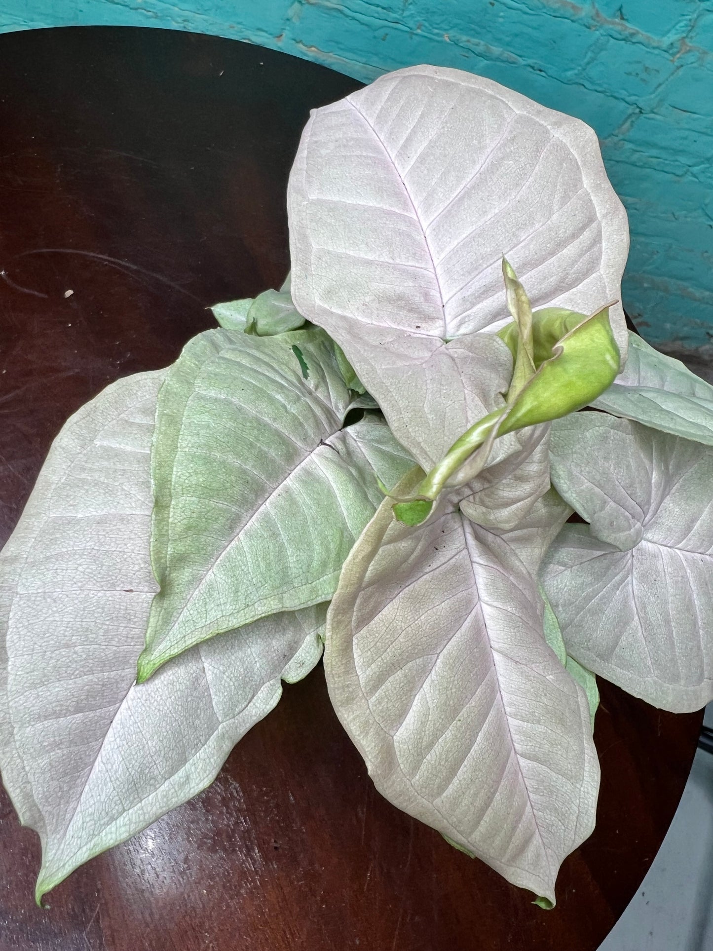 Syngonium Pink frost 4”