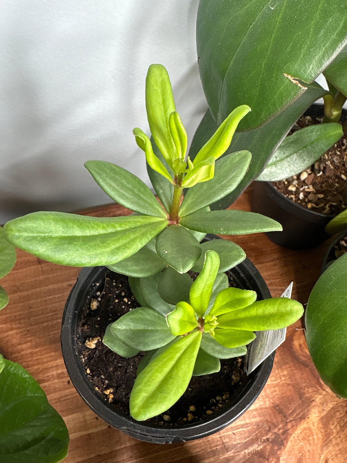 Peperomia mojo 4”