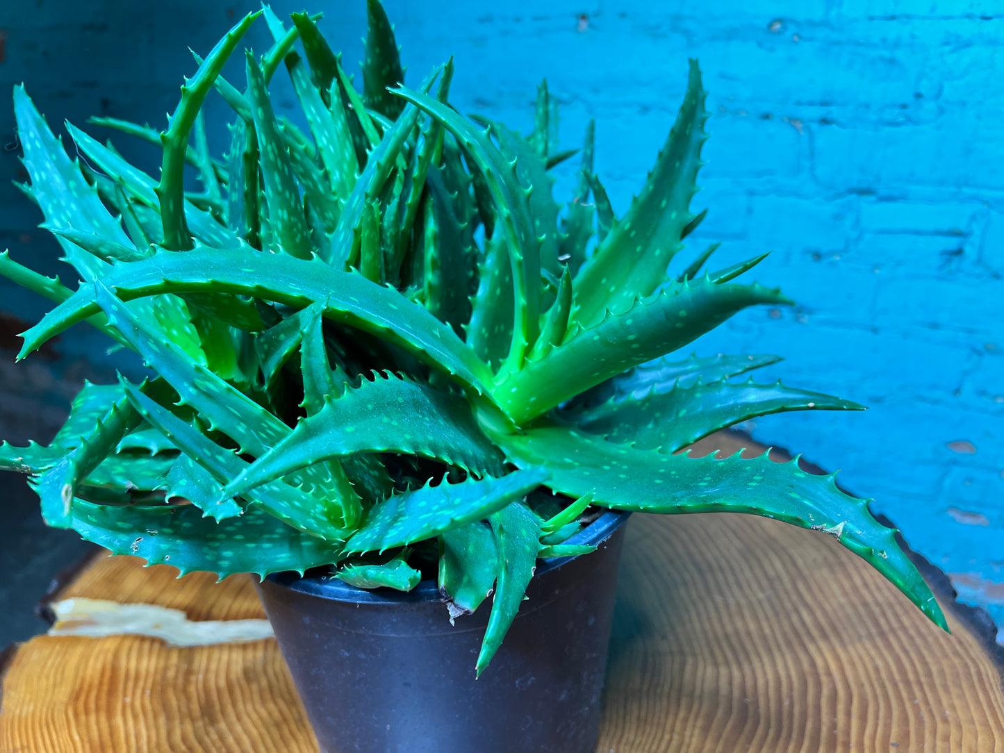 Aloe Night sky 8”