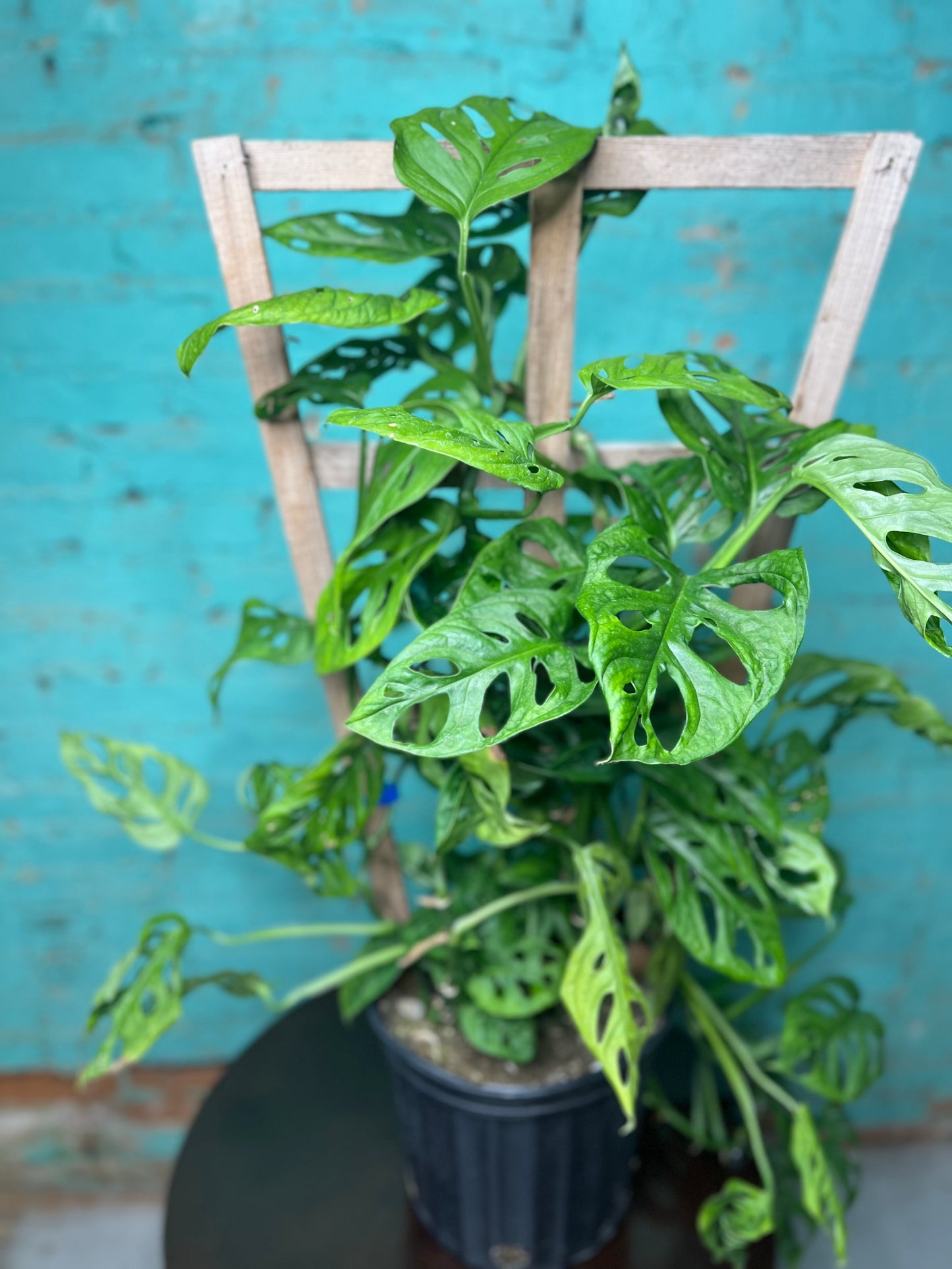 Monstera Swiss Cheese Trellis 10”
