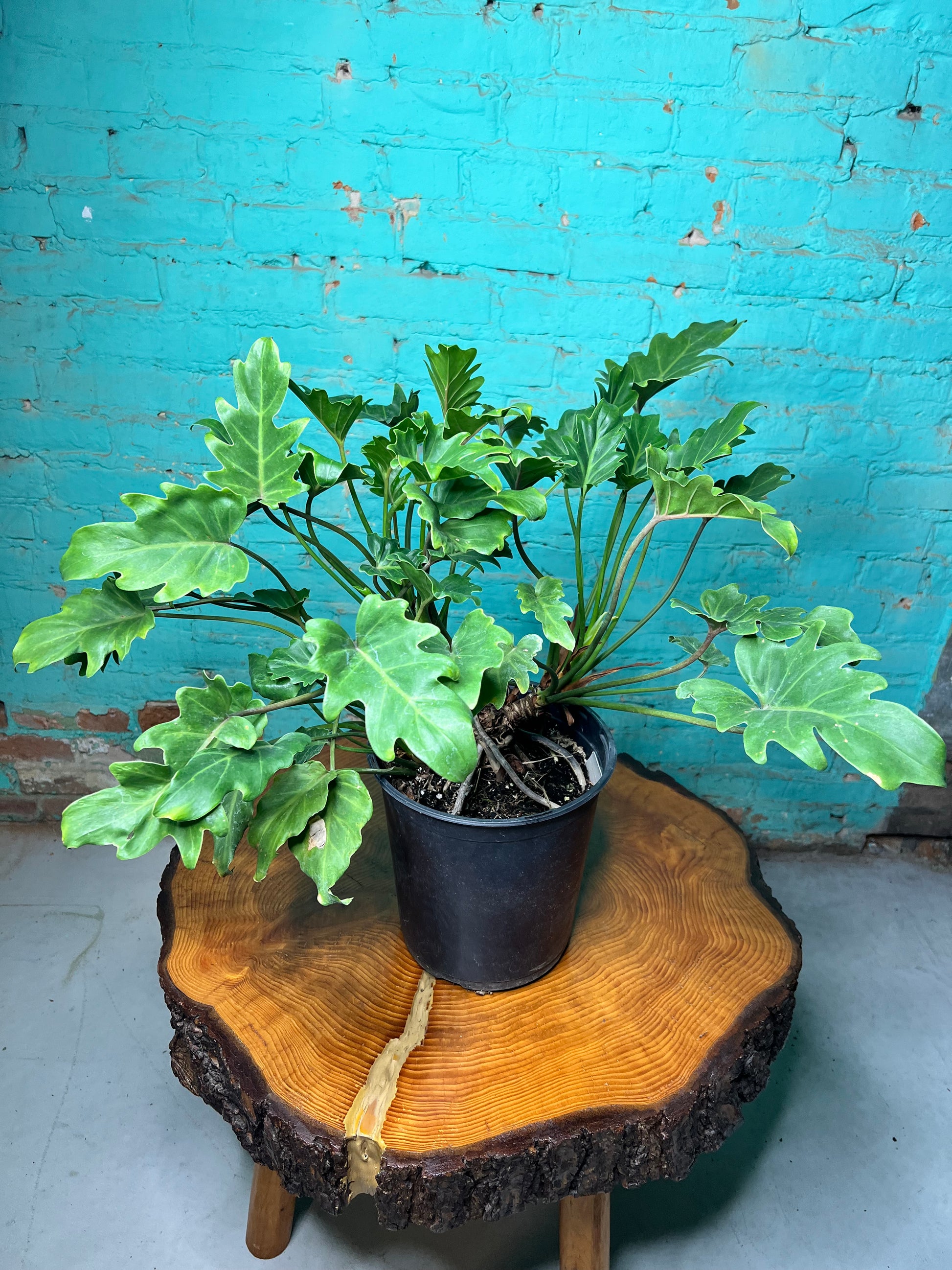 Philodendron Xanadu 10” with glossy green leaves in a black pot on a wooden table.