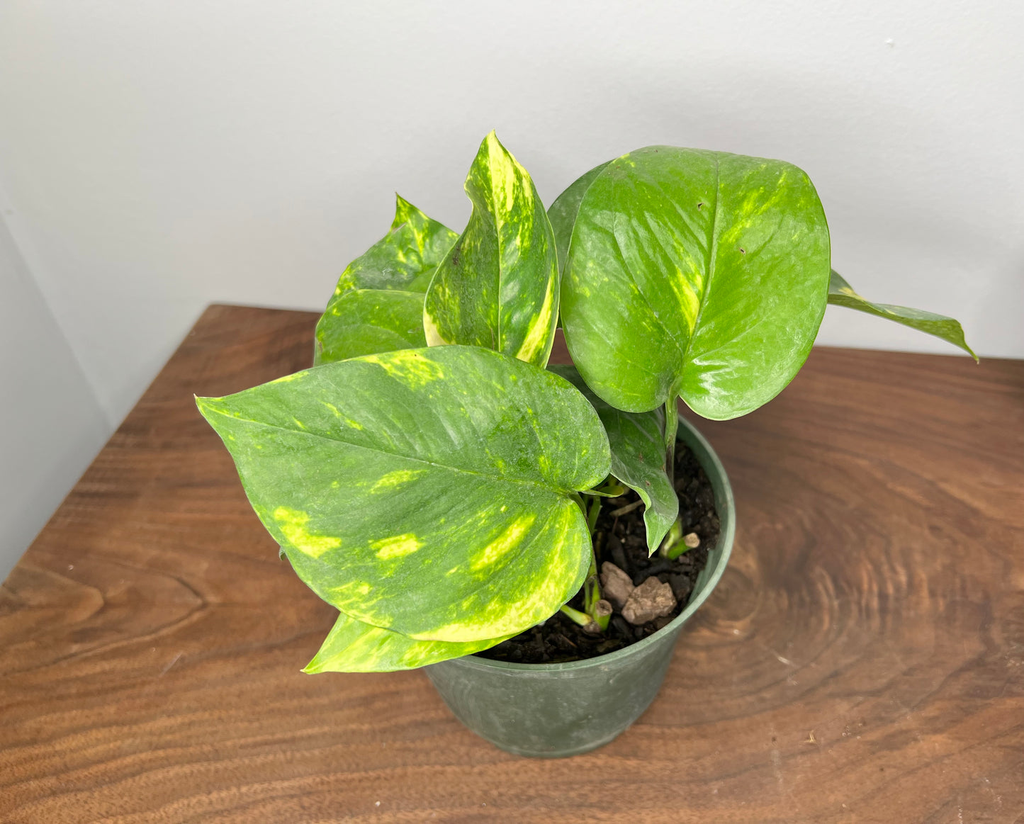 Hawaiian Pothos 4” (very large leaves)
