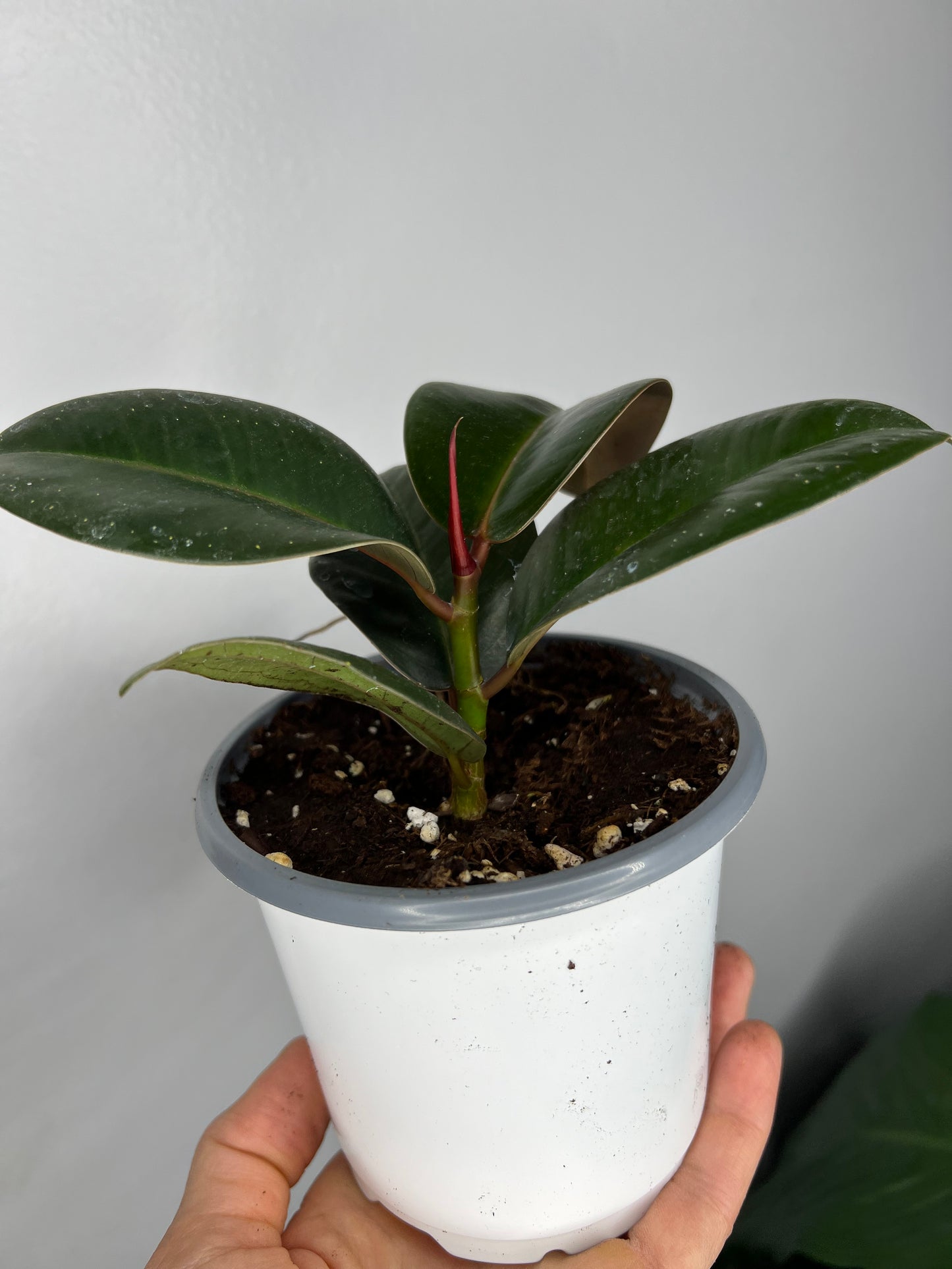 Rubber Tree-burgandy