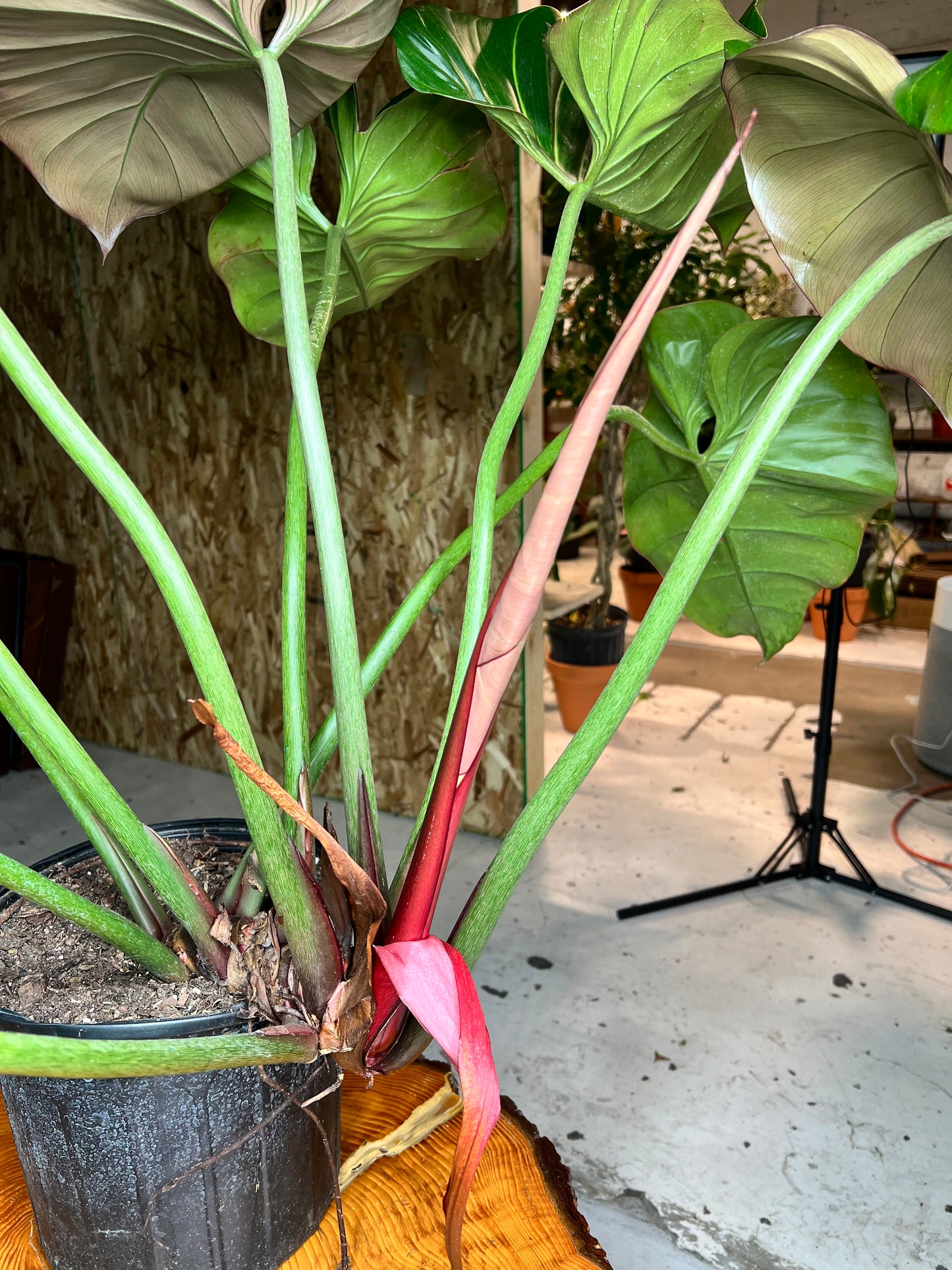 Philodendron Summer Glory 10”