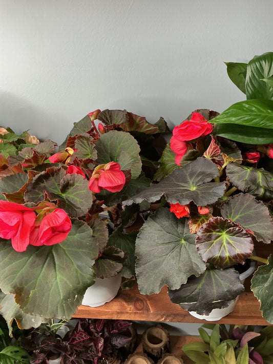 Begonia-Chocolate Orange