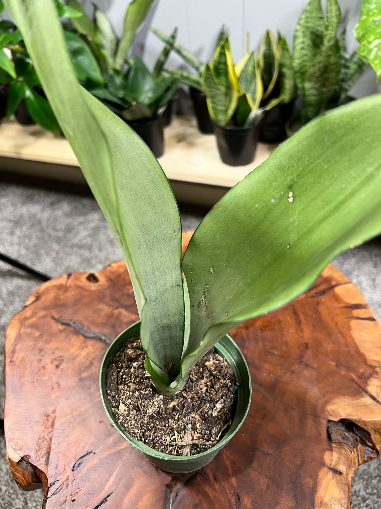 Snake plant (Moonlight) 4”