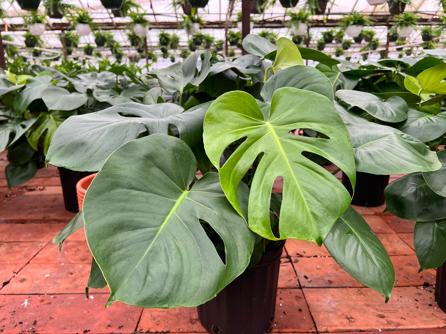 Monstera Deliciosa 10”