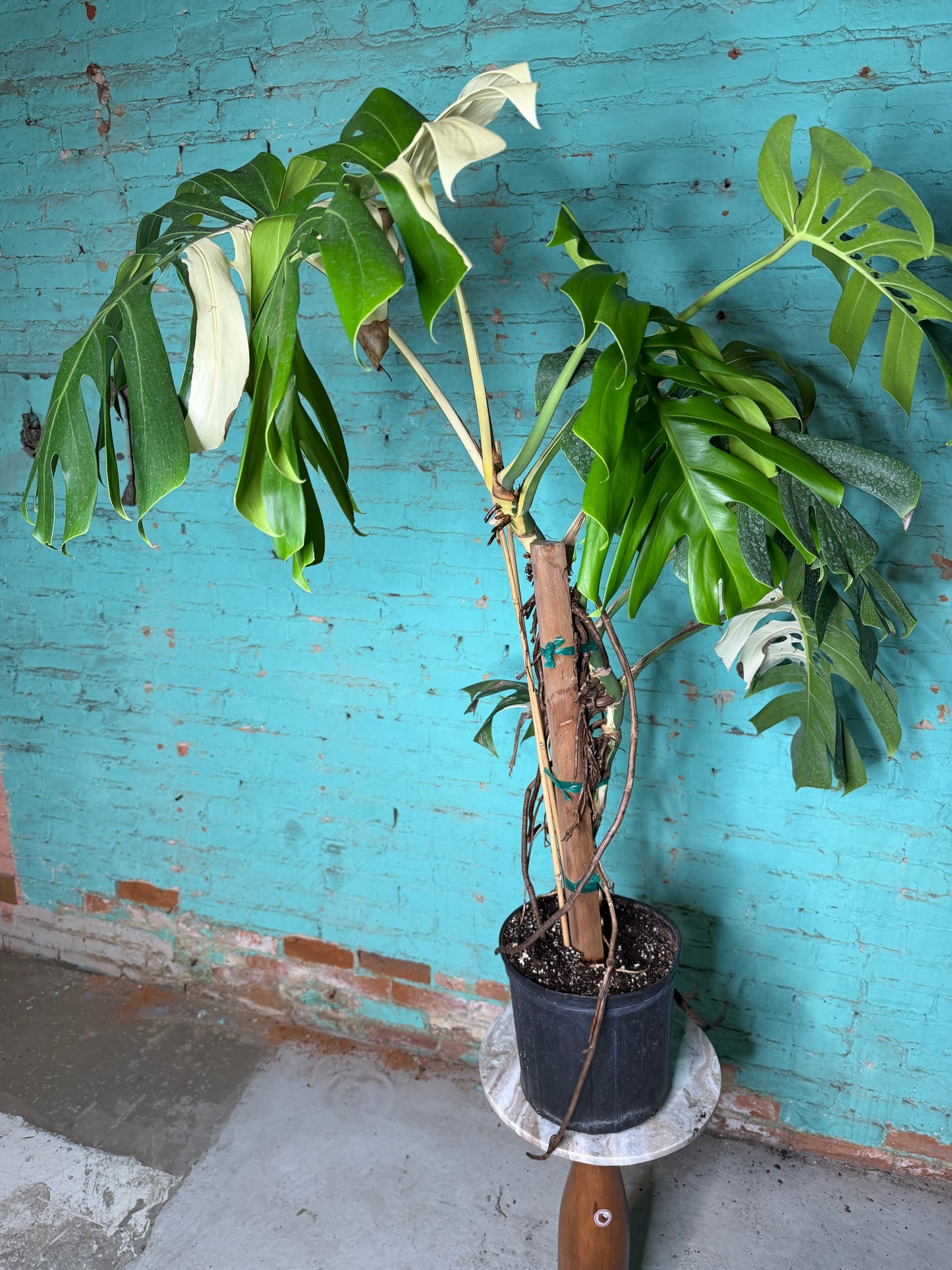 Monstera Deliciosa Albo 10”