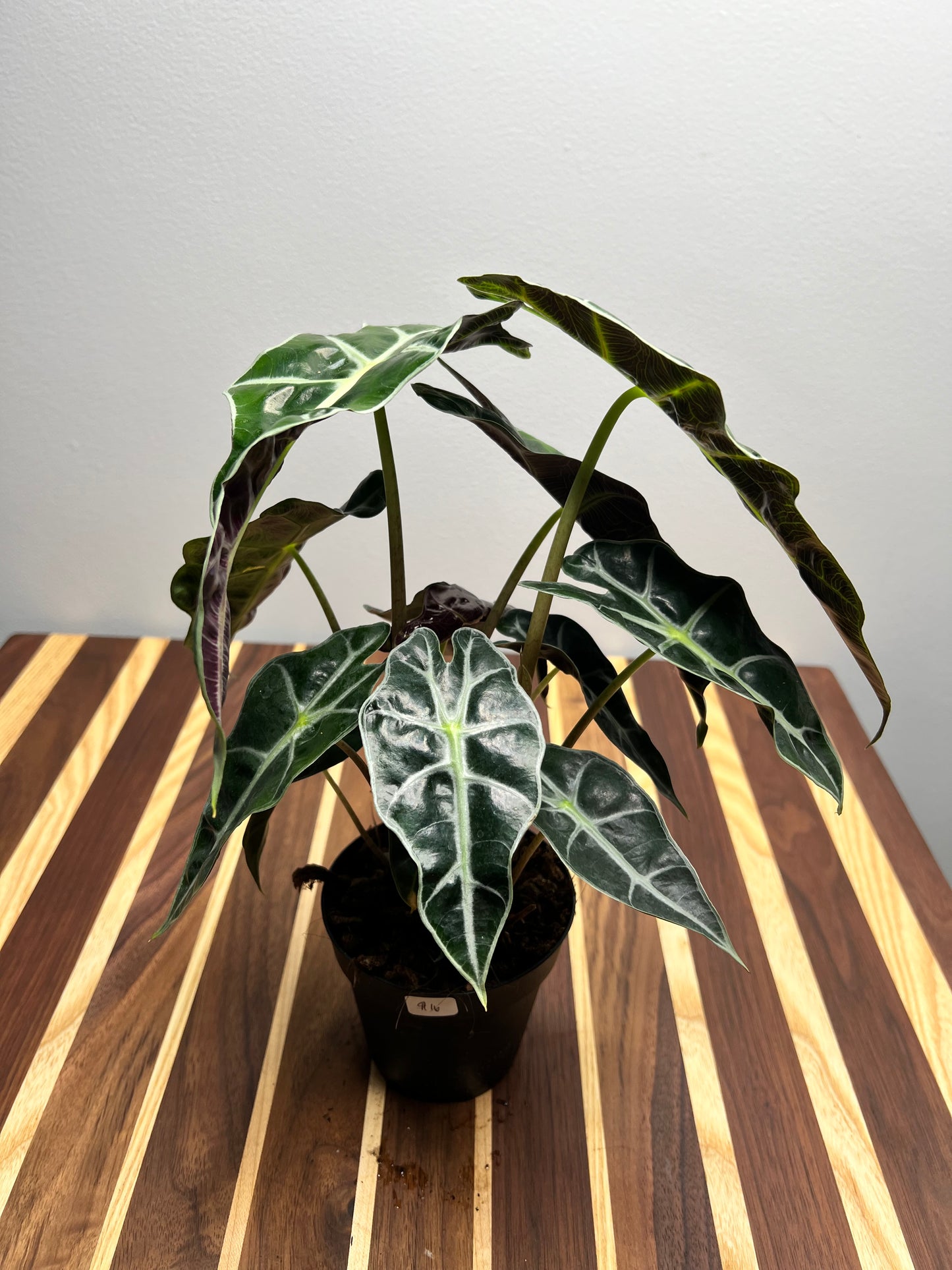 Alocasia polly