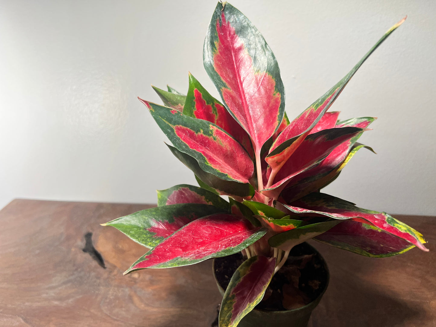 Aglaonema Star King  4”