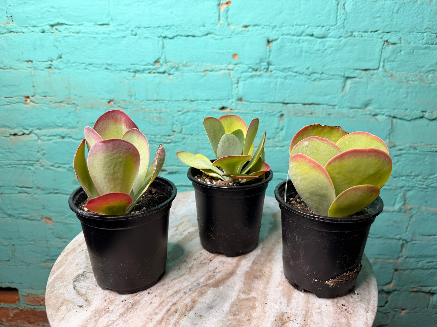 Kalanchoe Luciae ‘Fantastic’ 
- Flap Jack 4”
