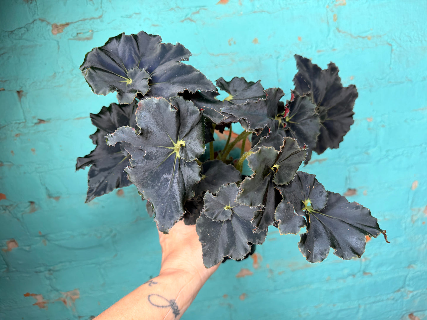 Begonia Rex “Zanzibar” 4”