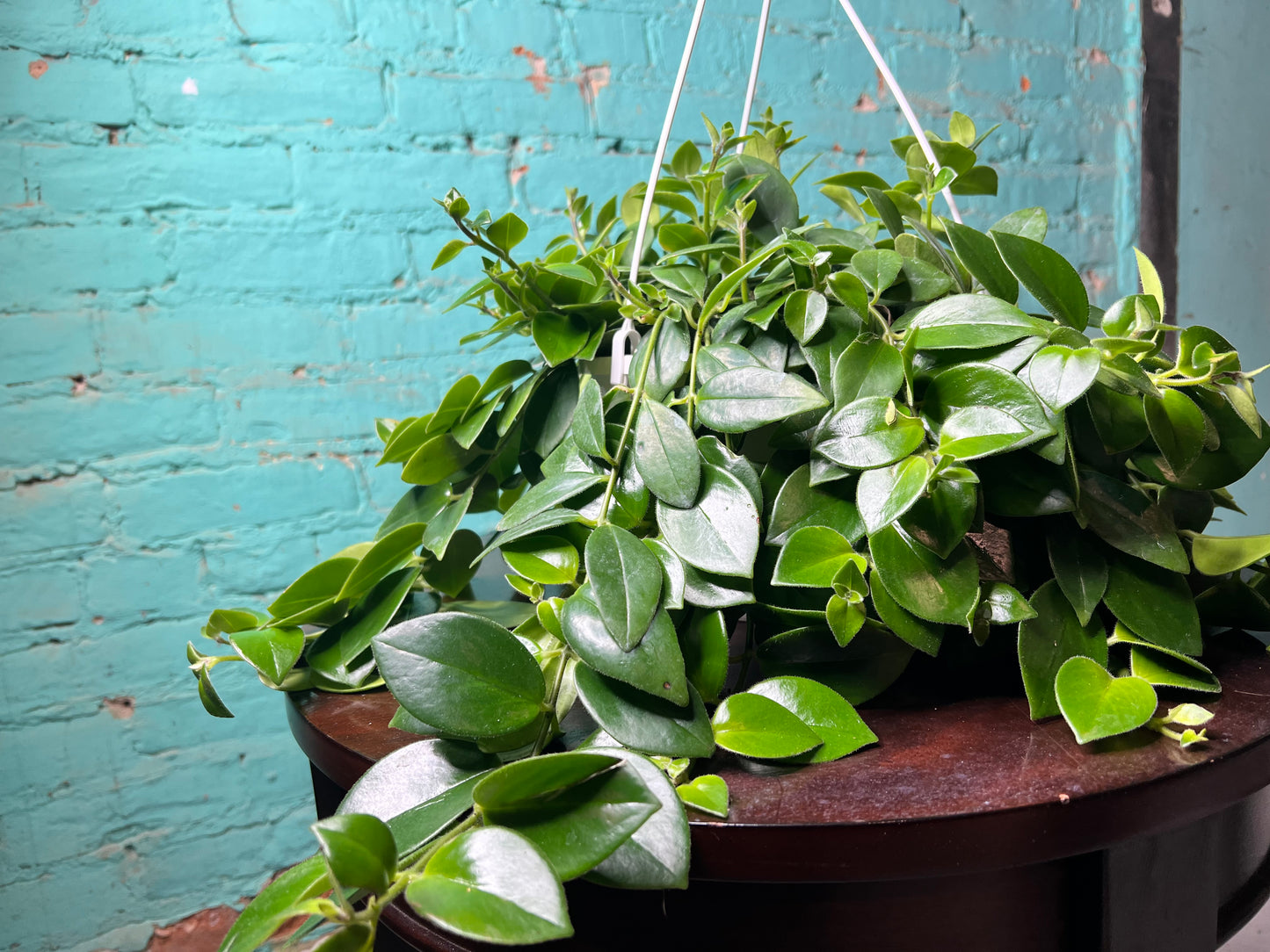 Lipstick Plant- Red 8” basket