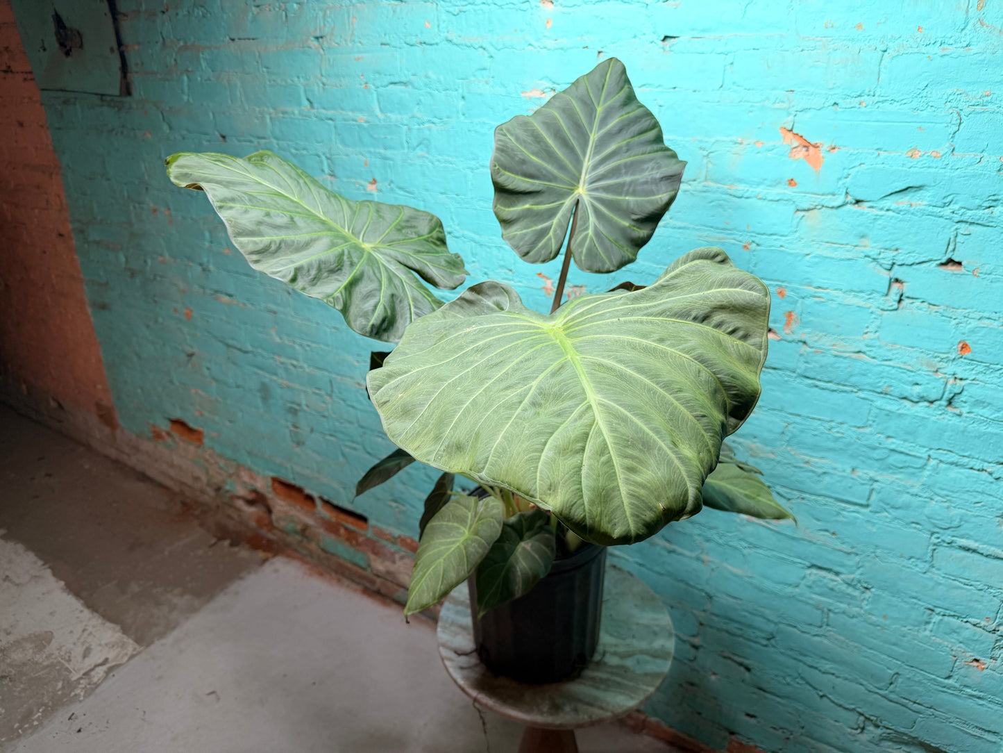 Alocasia Regal Shield 10”