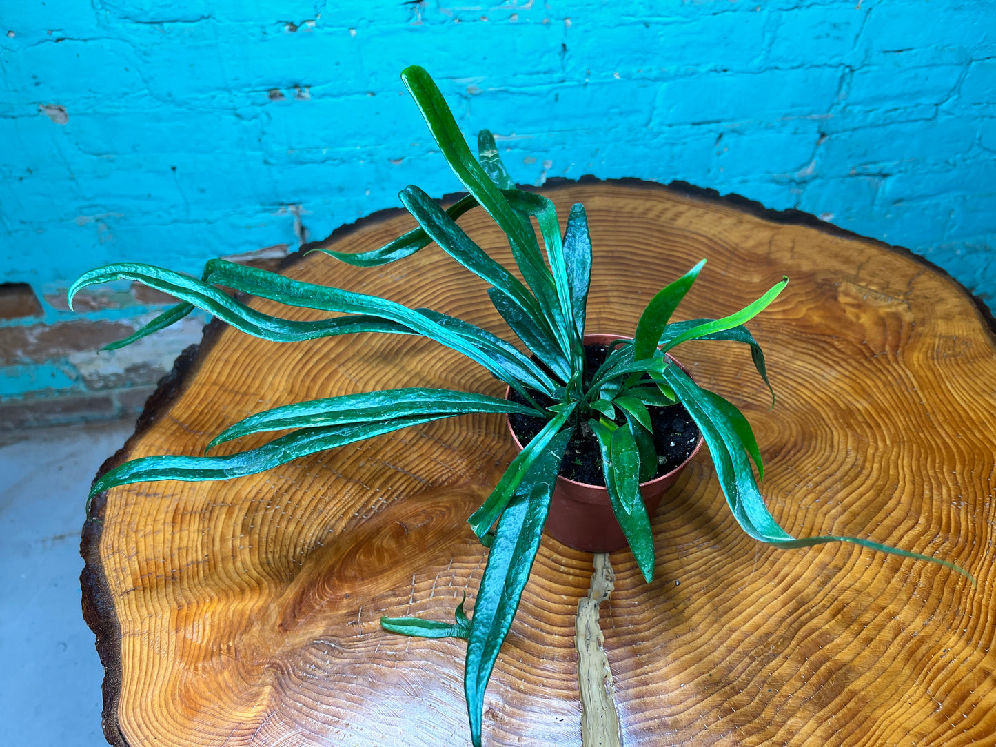 Blue Oil Fern 4”