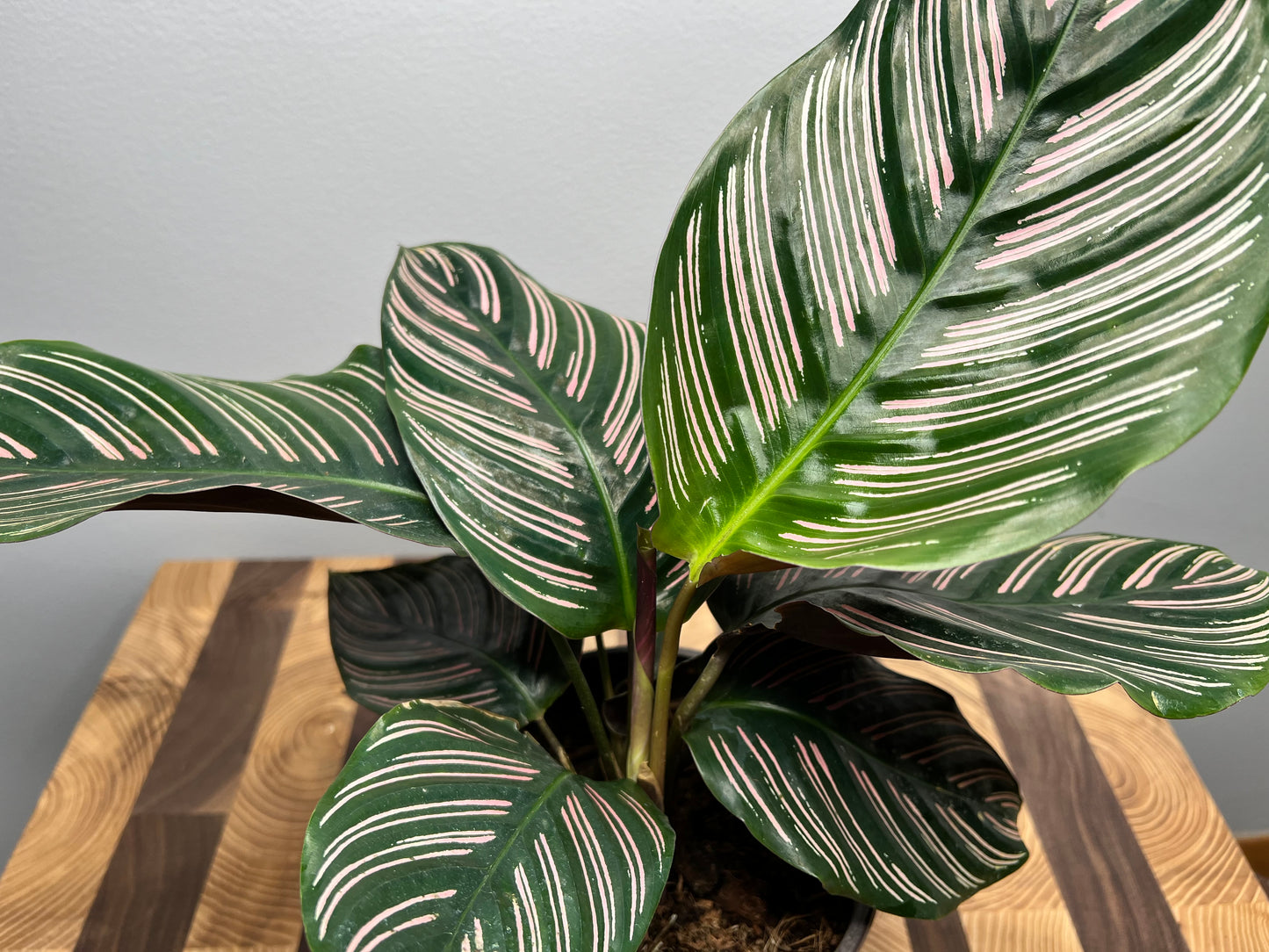Pinstripe Calathea