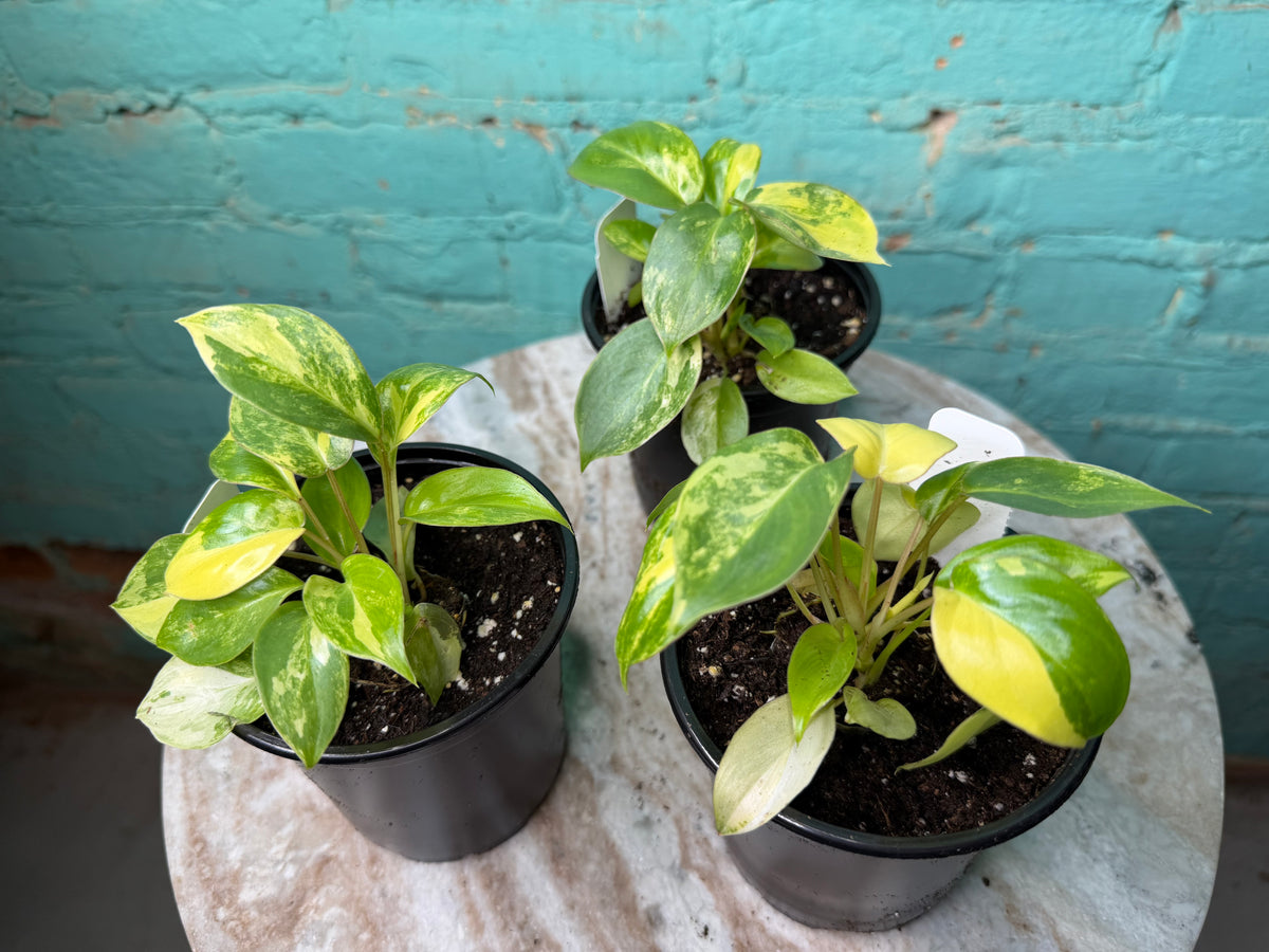 Philodendron Burle Marx Variegated 4”