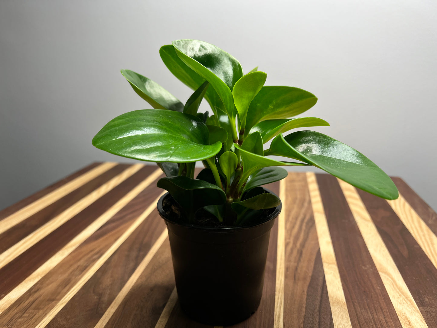 Peperomia- Spoonleaf