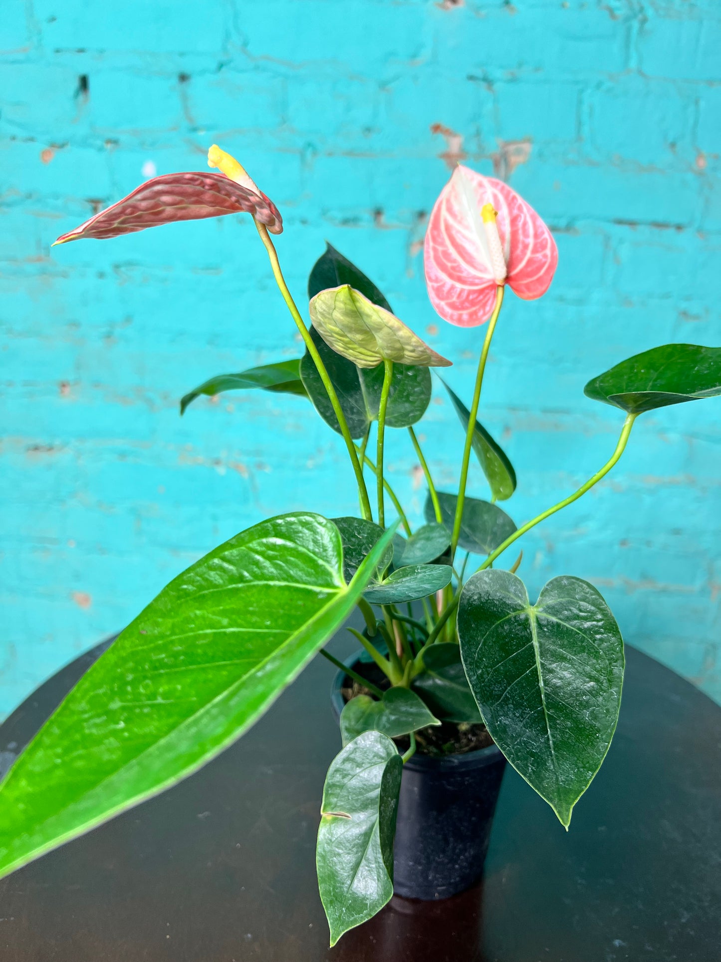 Anthurium 4”