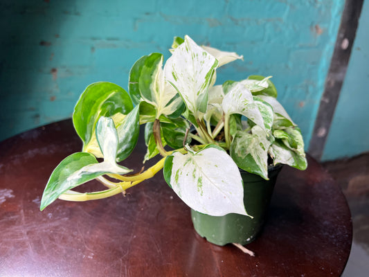 Manjula Pothos 4”
