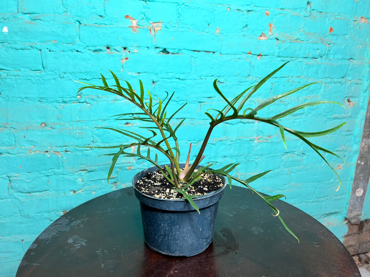 Philodendron Tortum 6”