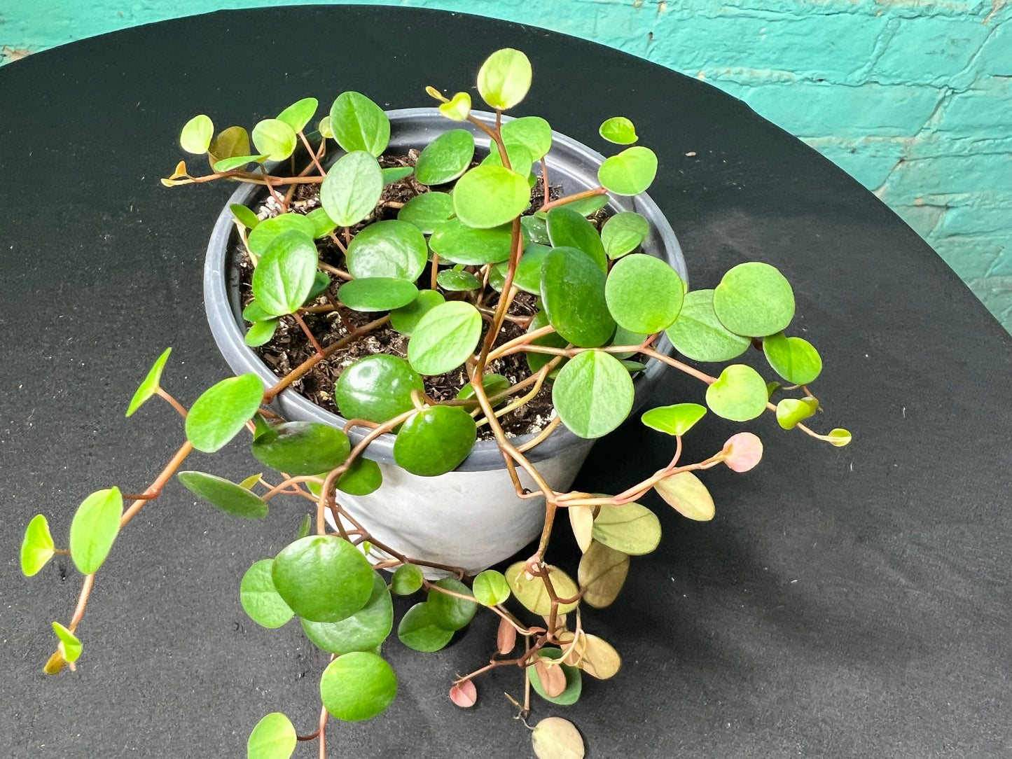 Peperomia- pepperspot