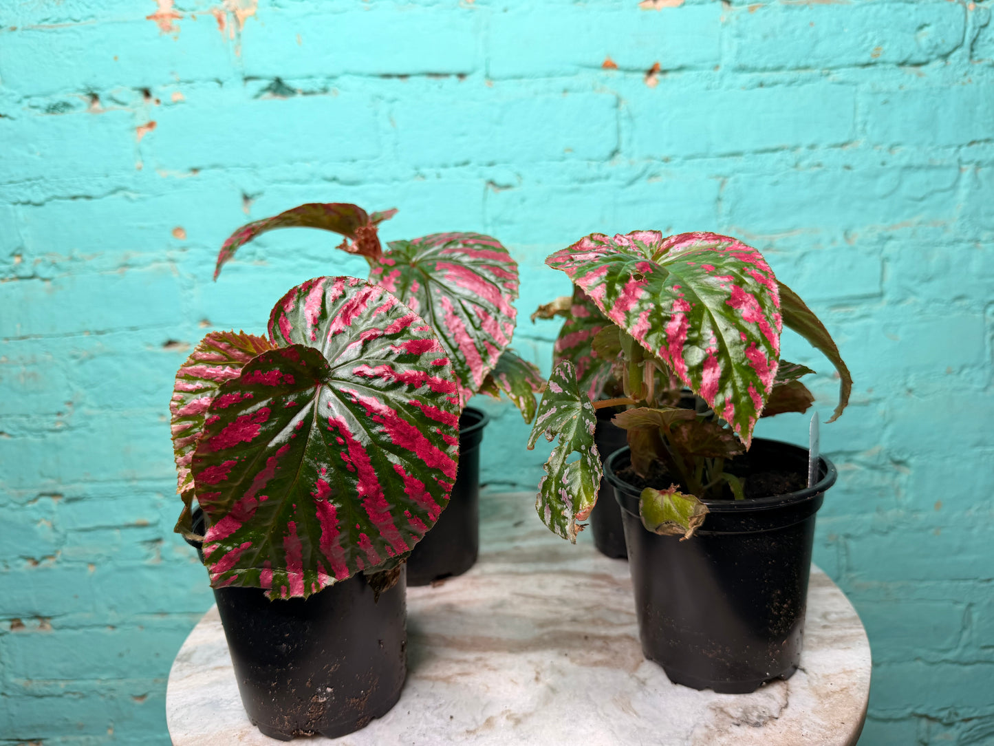 Begonia Rex “Brev Exotica”