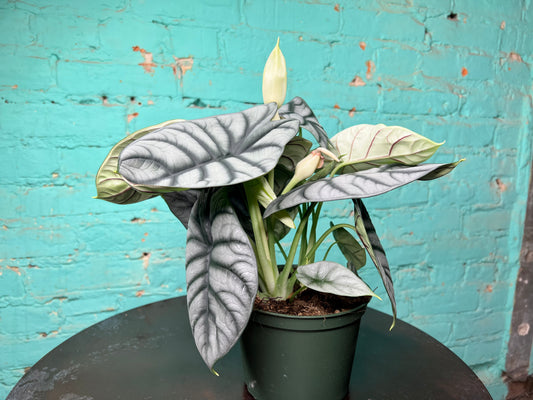 Alocasia Silver Dragon Scale 6”
