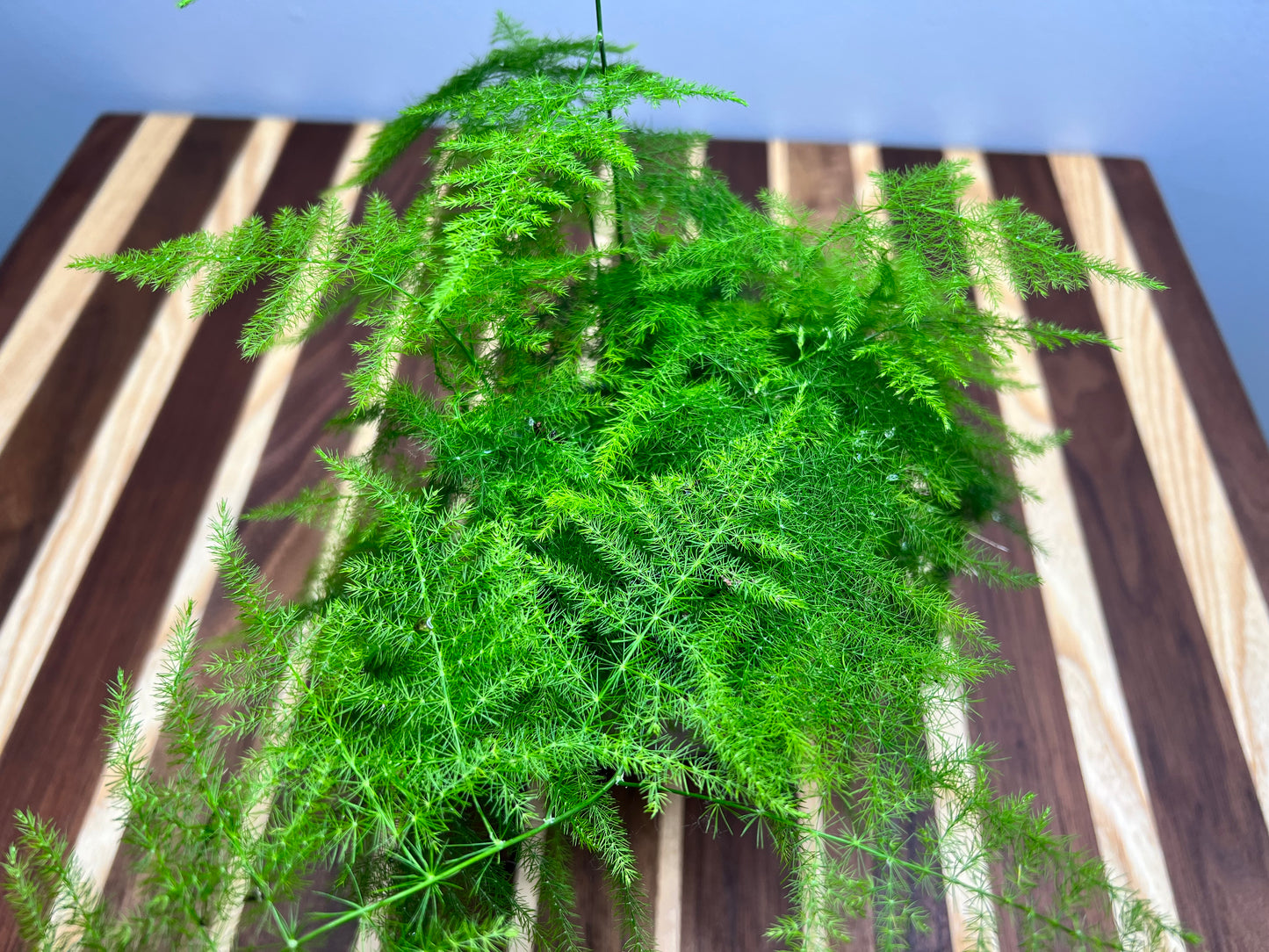 Asparagus Fern