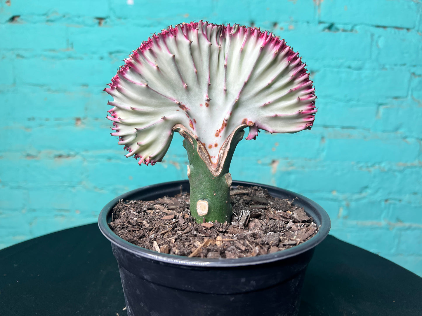Euphorbia Lactea- Mermaid Tail cactus 6”