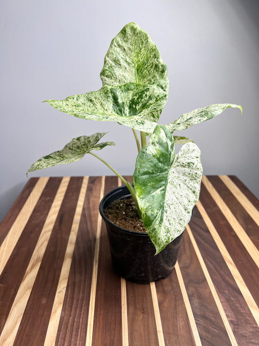 Alocasia Albo Blizzard 6”