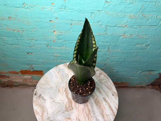 Sansevieria Whitney