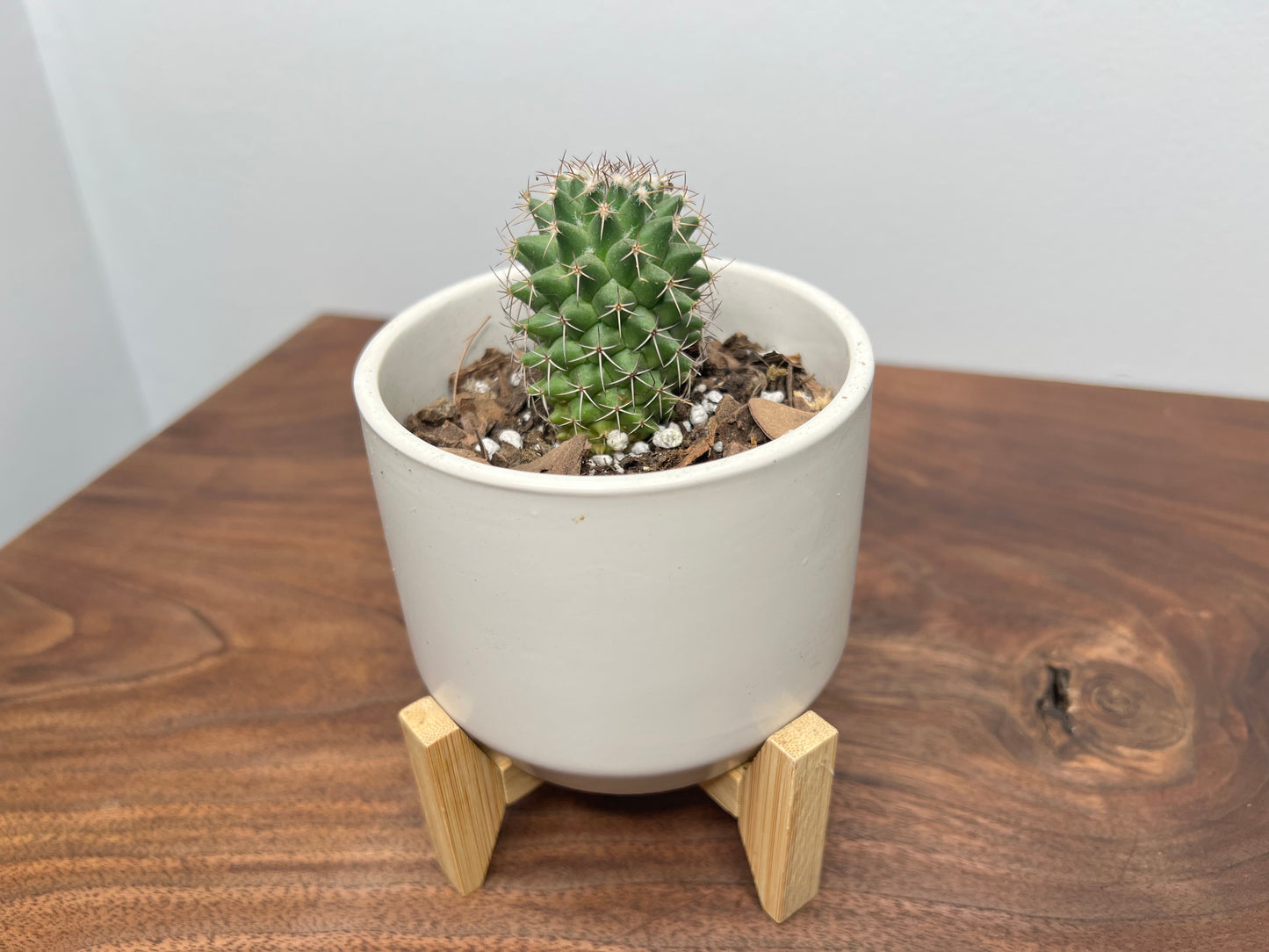 Cactus & standing pot 4”