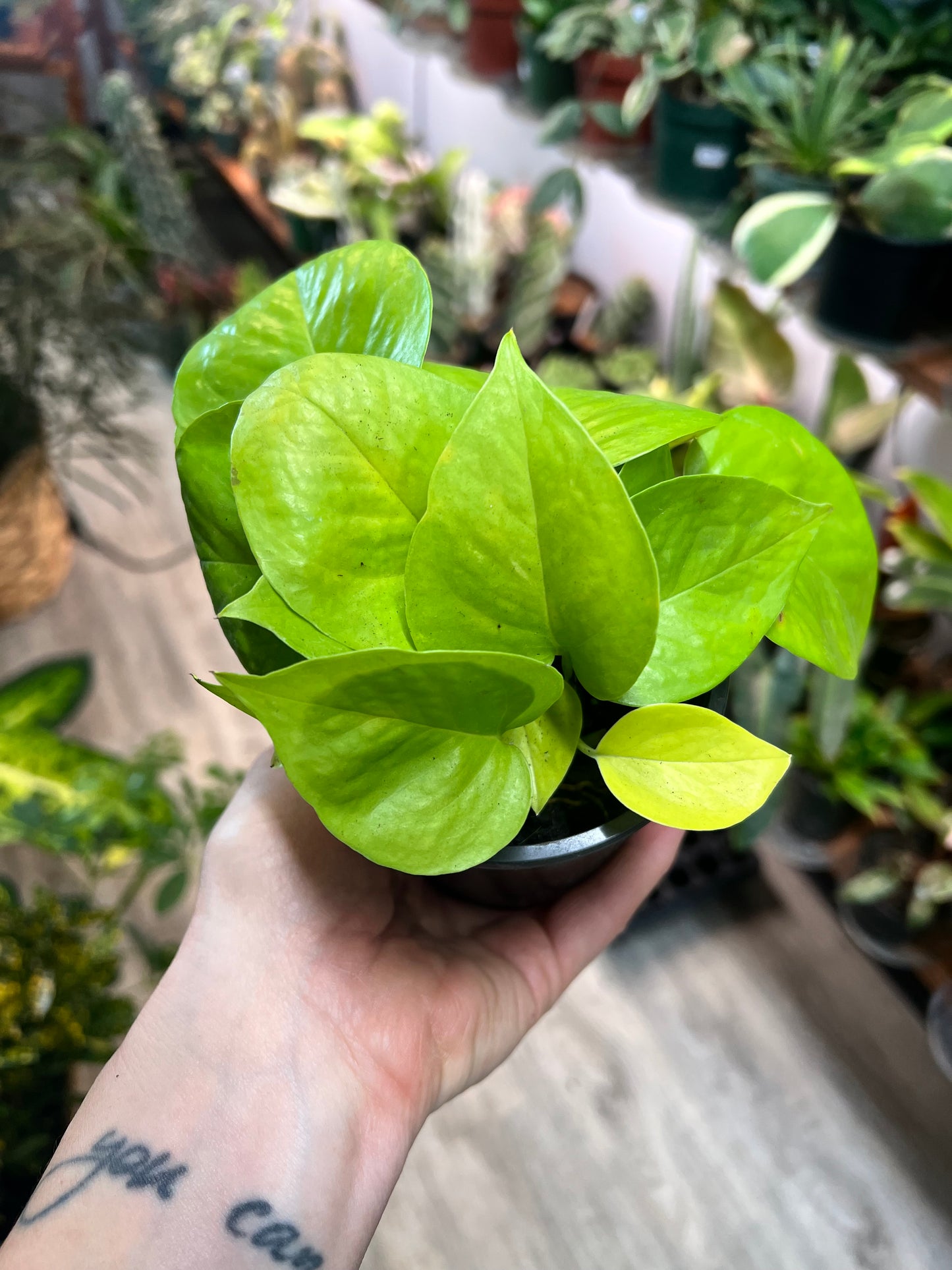 Neon Pothos 4”