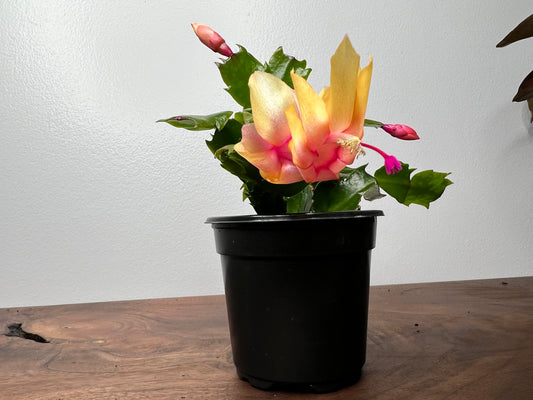 Thanksgiving Cactus 4”