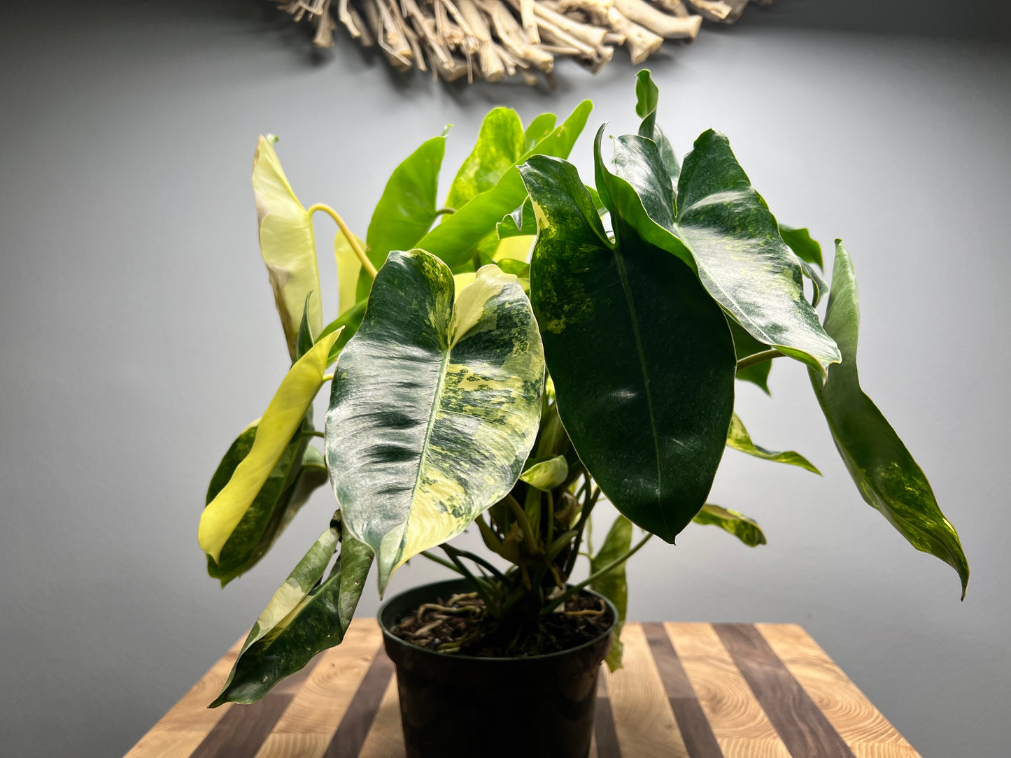 Variegated Burle Marx philodendron full 6”