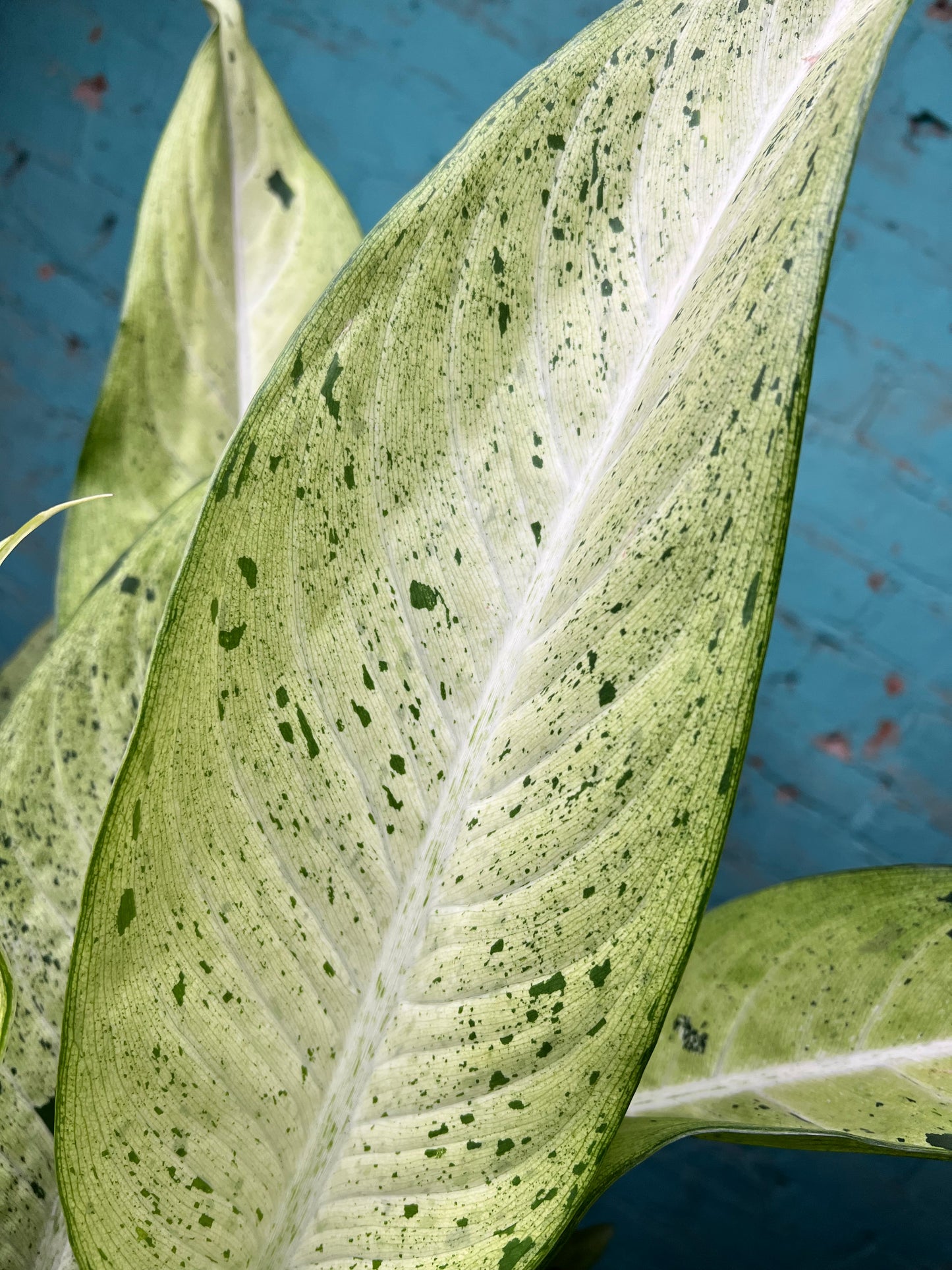 Dieffenbachia 8”