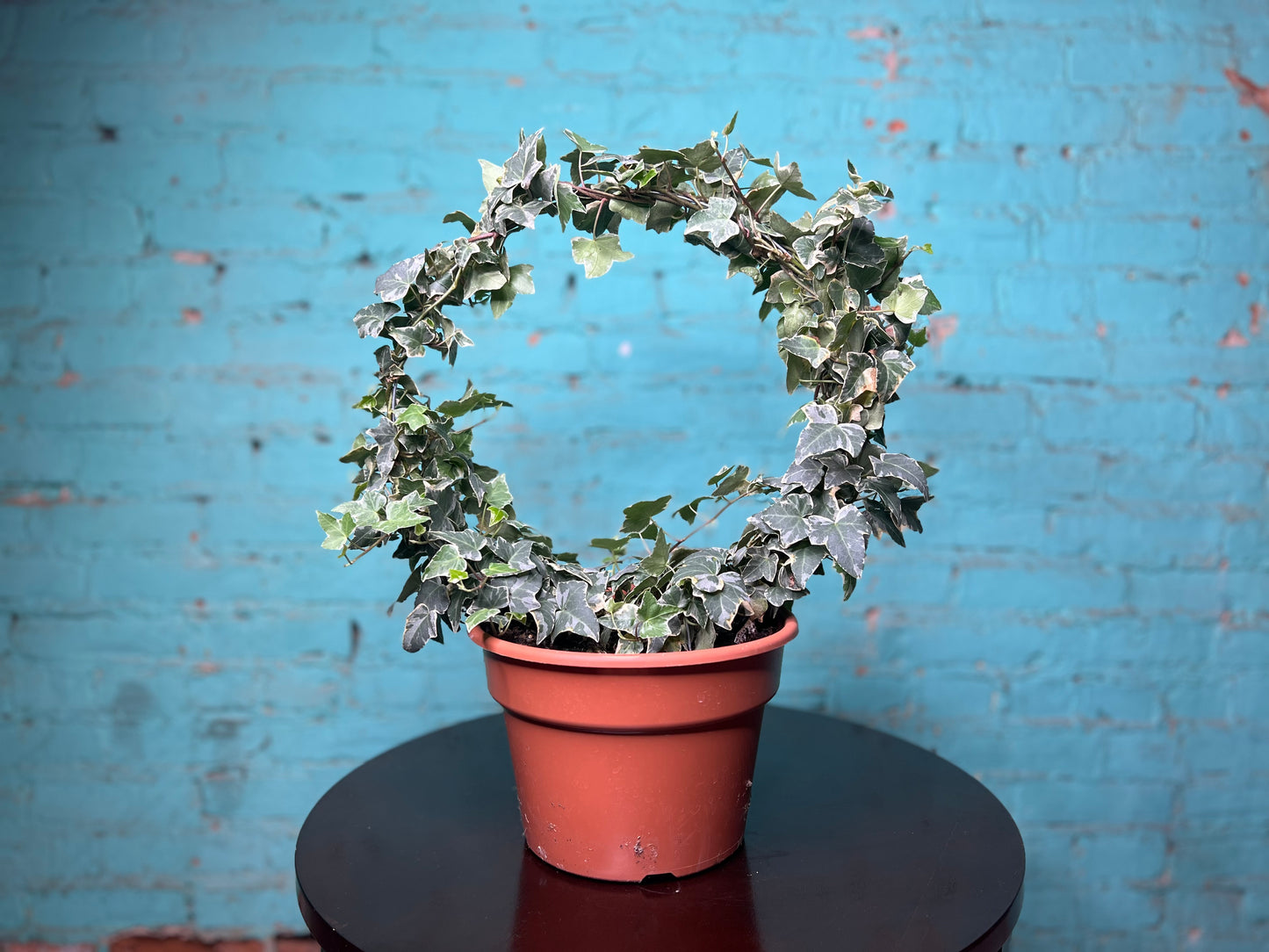 Ivy Topiary Circle 8”