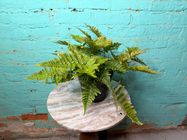 Autumn Fern 6”